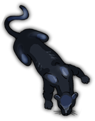 Panther