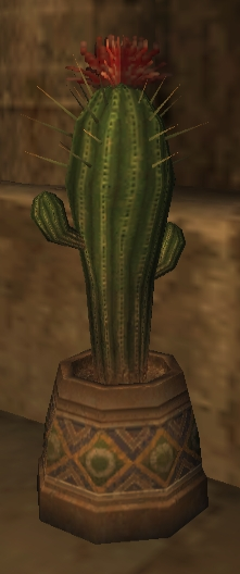 Amigacactus1
