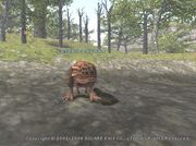Coldblood Como