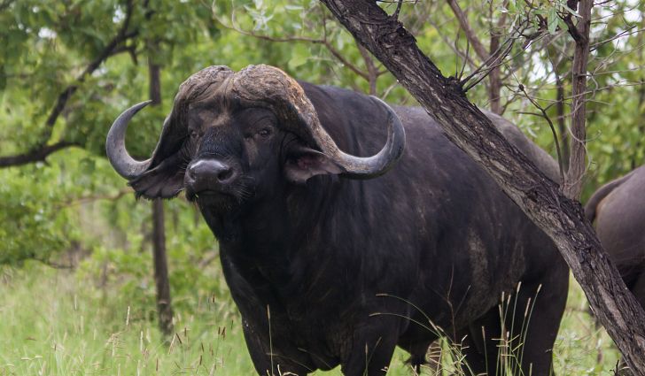 African Cape Buffalo | Fgojoseth Wiki | Fandom