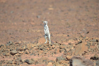 Wild white meerkat in Namibia