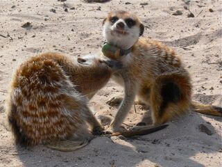 Rocket and Dan