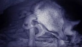 Meerkat Manor - Meerkat with pups in burrow