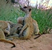 180px-Ziziphus Nursing pups