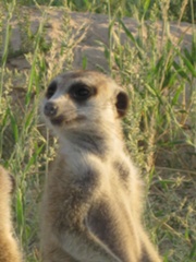 180px-Kleintjie Gattaca(VGGF014) 6