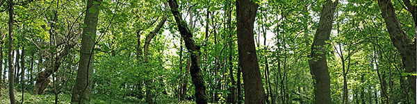 Habitat-woodland