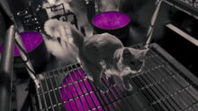 Cats-dogs-revenge-movie-screencaps.com-3322