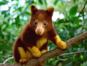 Tree-kangaroo-01-thumb