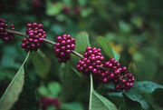5berry