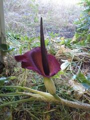 Amorphophalms
