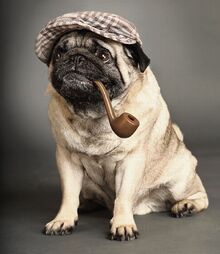 Tyronius Pug
