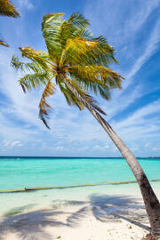 Coconut-tree