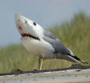 Sharkgull