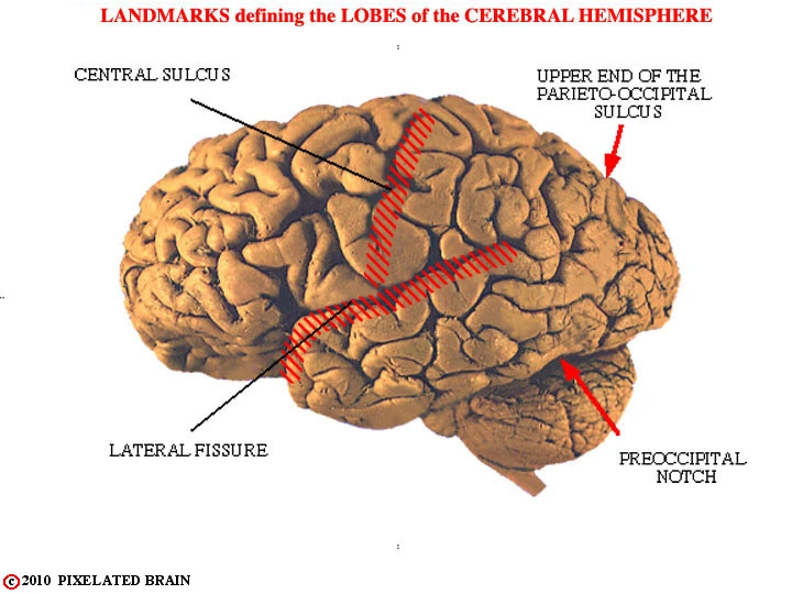 Caudate nucleus. Modular function. Brain module. Brain module. Brain module.
