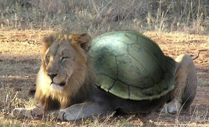 Lion Turtle by Atakino Zane.png