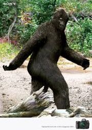 Big foot