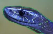 Blue mamba