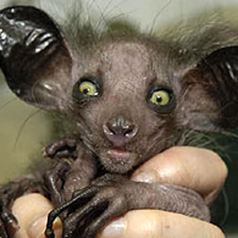 File:AyeAye3.jpg