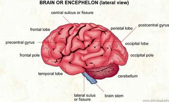 Brain sulci1354591159841