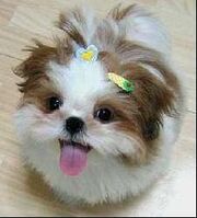 1299208027 172315135 1-Pictures-of--looking-for-SHIH-TZU-PRINCESS-TYPE-PUPPIES