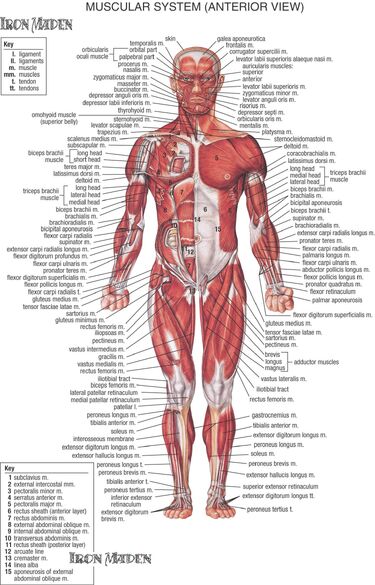 Human Diagram