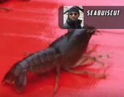 Seabiscuit
