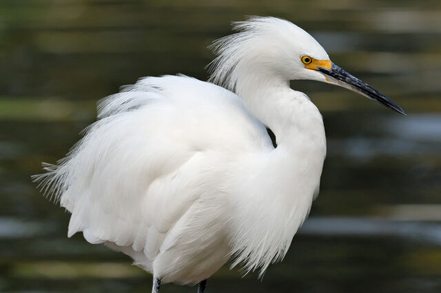 File:Egret.jpg