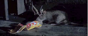 Ratas