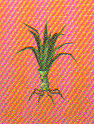 CC7Mandragora