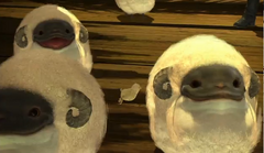 Nautilus Sheep and Hina