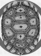 Turtleshell