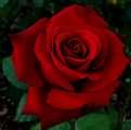 Wild Rose