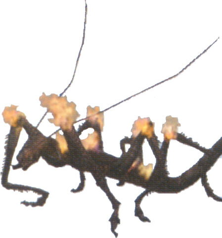 File:King Vermin! ffx-2.jpg