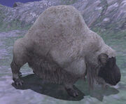 Ornery Sheep