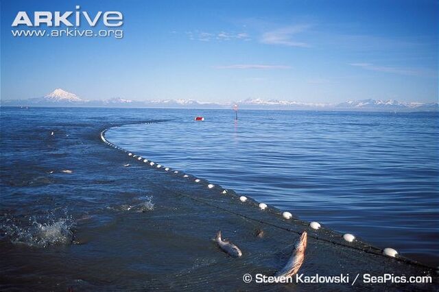 File:Fish net.jpg