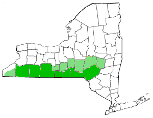 Map of New York highlighting Southern Tier