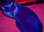 Unknown-1