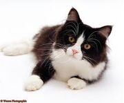 Katt
