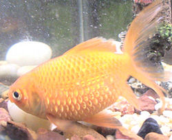 Fish Dropsy (Side)