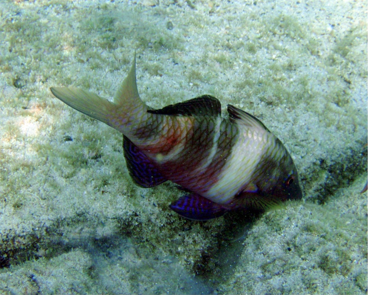 goatfish-fishapedia-fandom