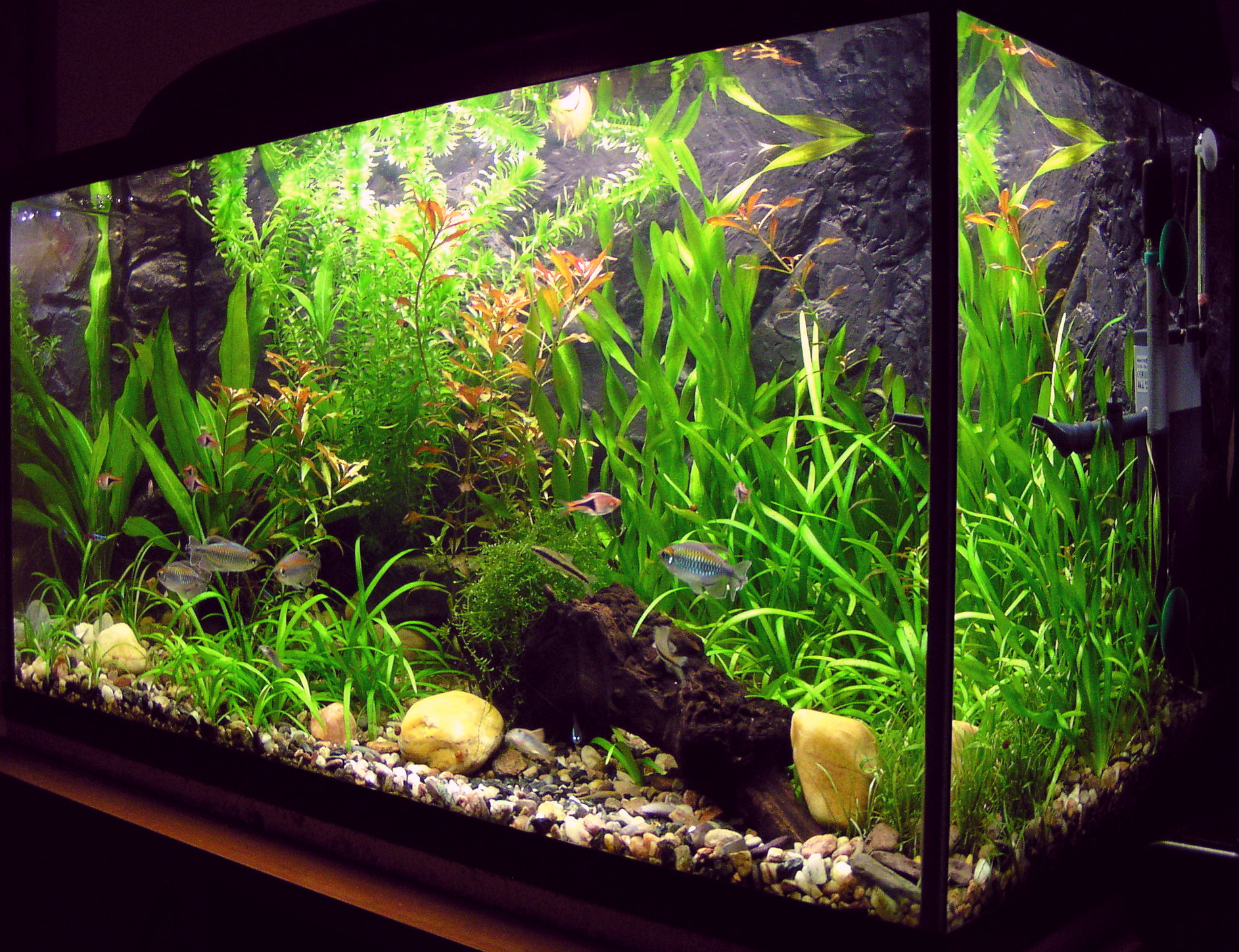 aquarium fishapedia fandom powered