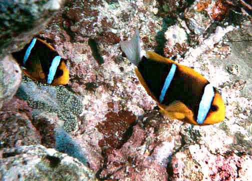 clownfish fishapedia fandom powered