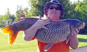 Carp