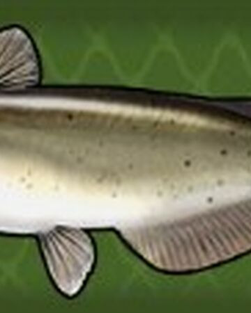 Channel Catfish Fishing World Wiki Fandom