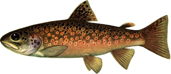 Картинки по запросу форель