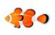 Clown Fish
