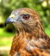 Hawk