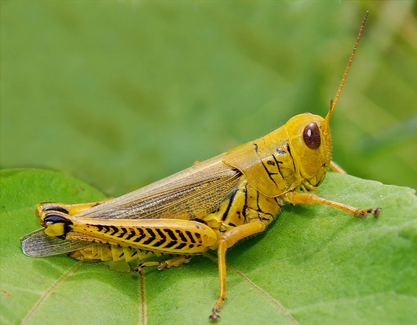 Внешний скелет насекомых. Членистоногие. Хитиновый экзоскелет насекомого. Хитиновый покров насекомых. Хитин покров.