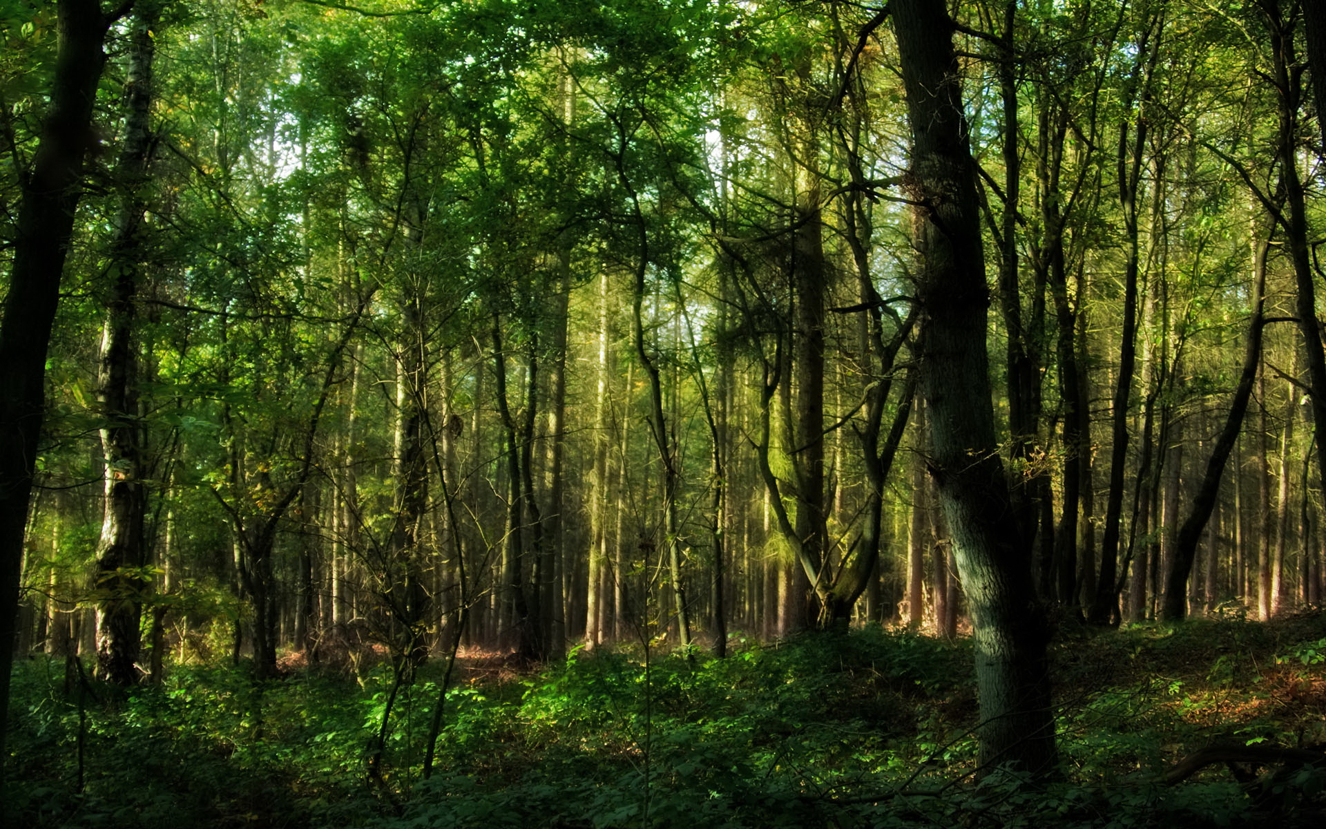 image in the forest jpg five nights at warios fangame wiki