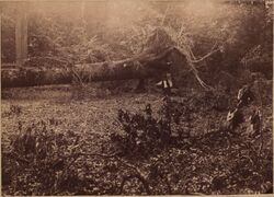 TornadoNovska